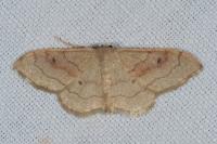Idaea rubraria