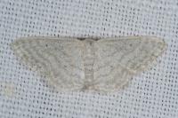 Idaea subsericeata
