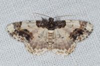Ligdia adustata