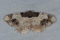 Ligdia adustata