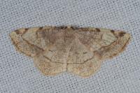Stegania trimaculata