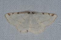 Stegania trimaculata