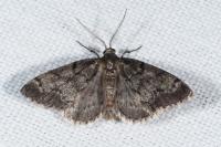 Tephronia sepiaria