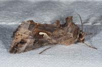Autographa gamma