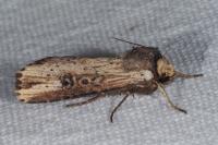 Axylia putris