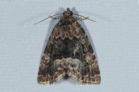 Deltote pygarga