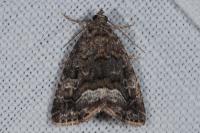 Deltote pygarga
