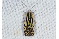 Emmelia trabealis