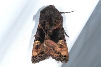 Euplexia lucipara