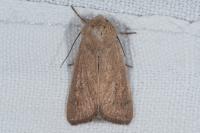 Mythimna sicula