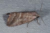 Phyllophila obliterata