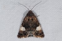 Tyta luctuosa