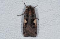 Xestia c-nigrum