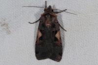 Xestia c-nigrum