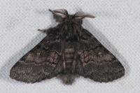 Gluphisia crenata