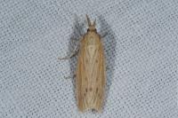 Ematheudes punctella