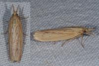 Ematheudes punctella