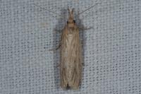 Ematheudes punctella