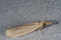 Ematheudes punctella
