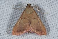 Endotricha flammealis