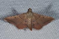Endotricha flammealis