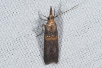 Etiella zinckenella