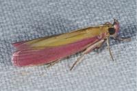 Oncocera semirubella