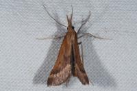 Synaphe punctalis