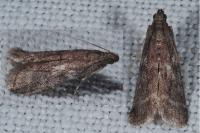 Ephestia woodiella/parasitella/elutella