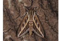 Hyles livornica