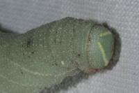 Laothoe populi