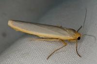 Manulea complana
