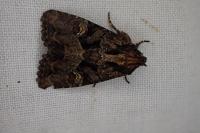 Mesapamea secalella/secalis