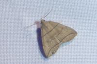 Herminia grisealis
