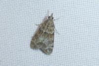 Eudonia mercurella