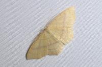 Cyclophora linearia