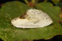 Cilix glaucata