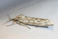 Coscinia cribraria cribraria