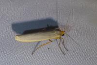 Eilema caniola