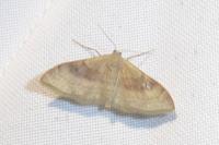 Idaea degeneraria