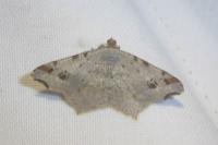 Macaria alternata
