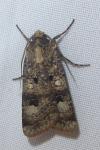 Agrotis trux