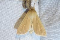 Mythimna pallens
