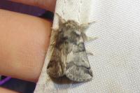 Thaumetopoea processionea
