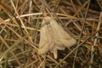 Synaphe punctalis