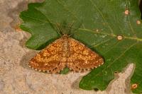 Ematurga atomaria