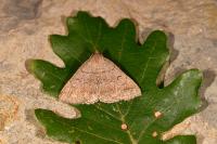 Zanclognatha lunalis