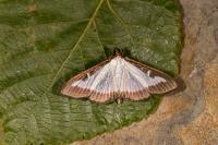 Cydalima perspectalis
