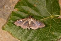 Cydalima perspectalis