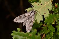 Hyloicus pinastri/maurorum